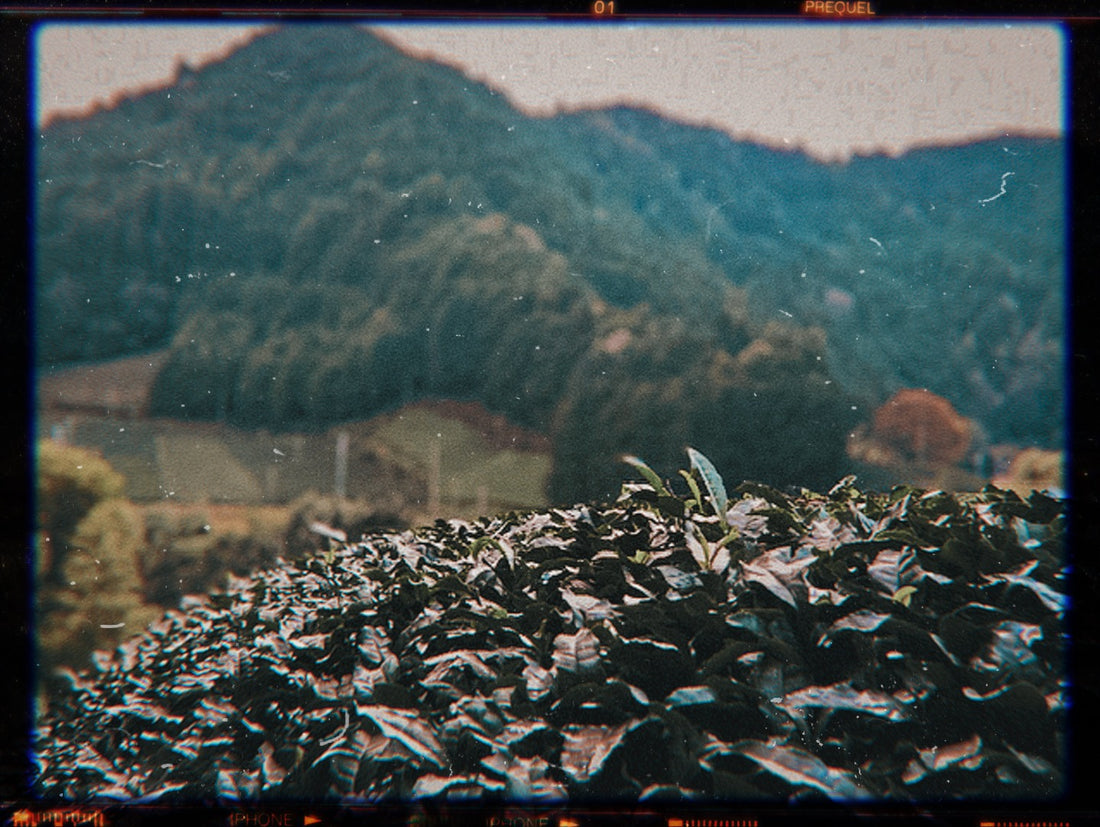 Matcha from Wazuka, Japan