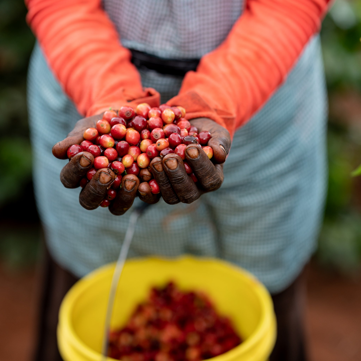 Kenya Muinami Estate (Limited Release)